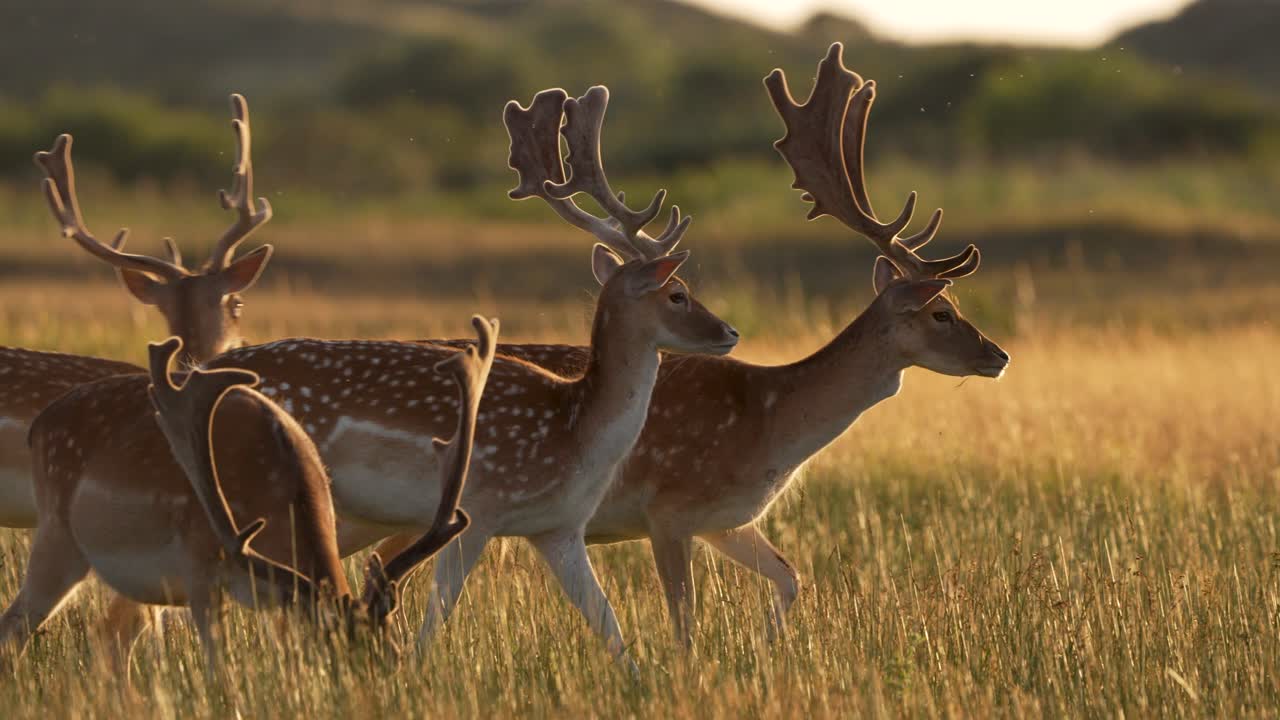 Premium Stock Video Beautiful Close Up Shot Of A Herd Of Fallow Deer