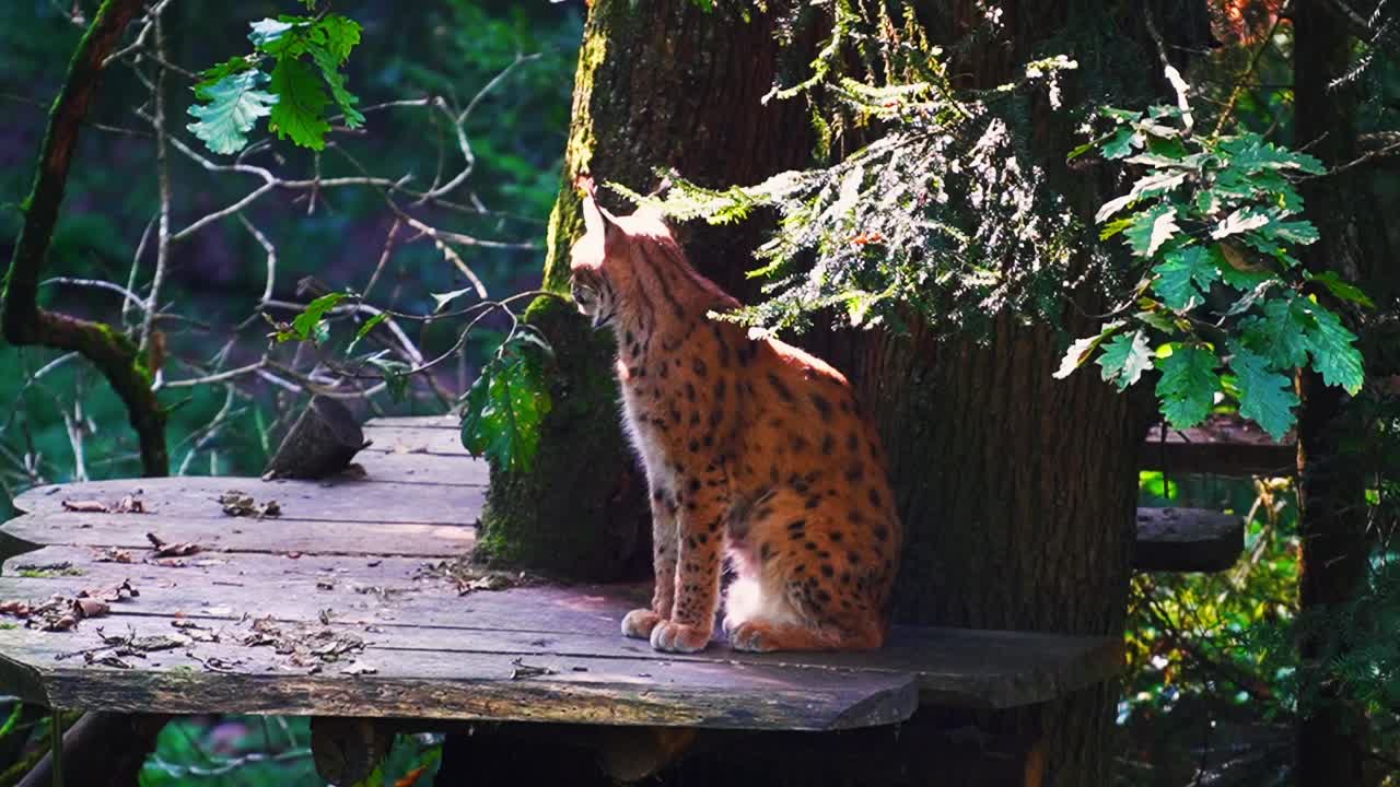 Vídeo Premium Imágenes impresionantes de un lince eurasiático