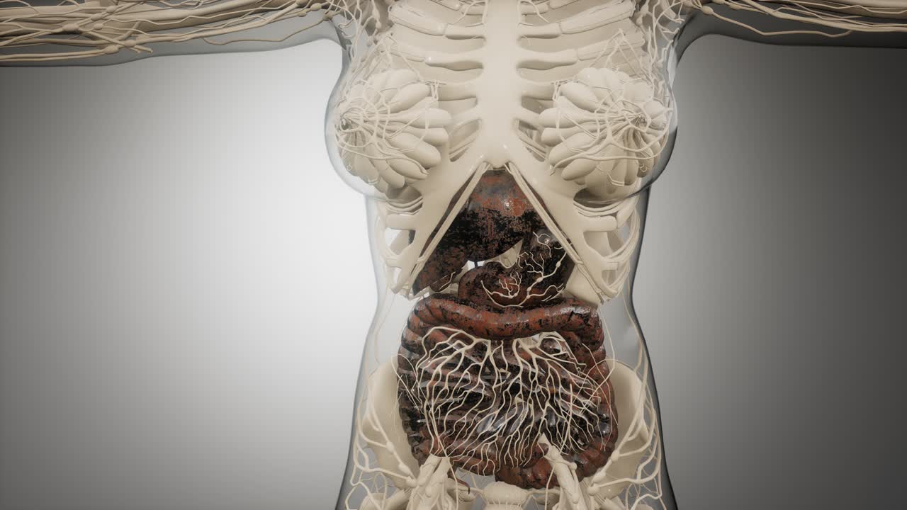 Human Digestive System Parts And Functions Free Stock Video Footage