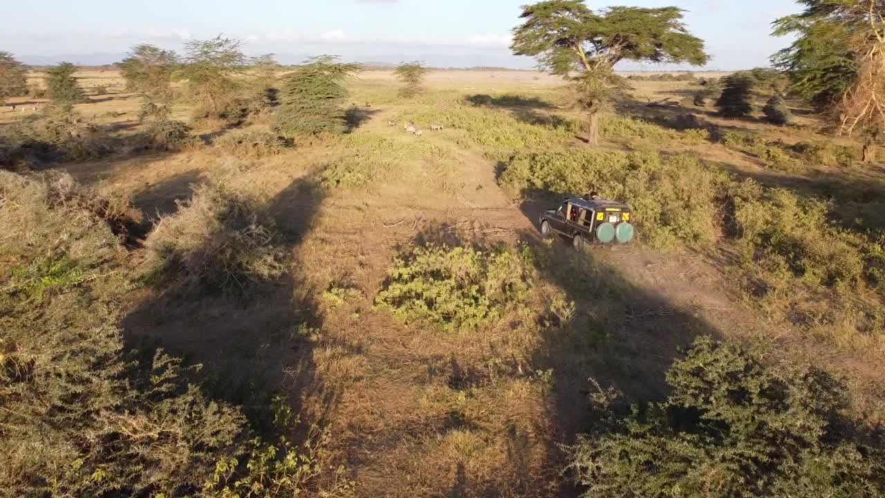 Safari Car In Amboseli Park With Zebras In Africa At Sunset By Drone