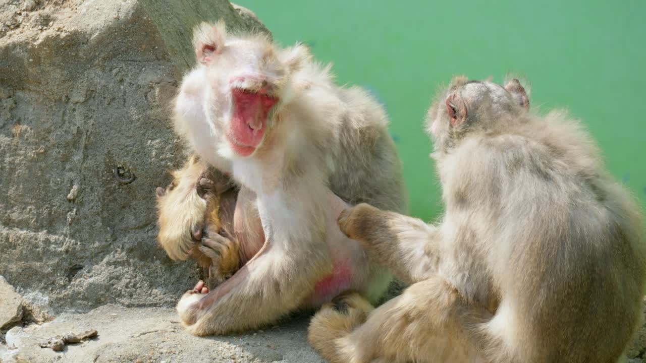 Premium Stock Video Makaken affe der läuse von einem anderen affen