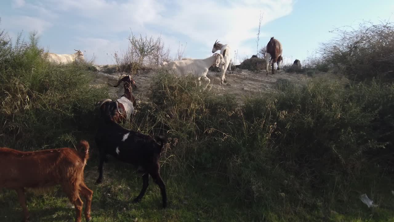 Premium Stock Video Slider Shot Of Goats Climbing A Small Hill At The