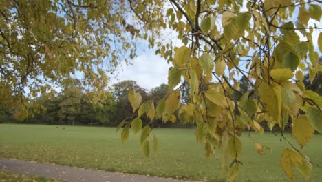 Herbstansicht-Des-Bute-Parks-In-Cardiff-Wales-Mit-Person,-Die-Hunde-Trainiert