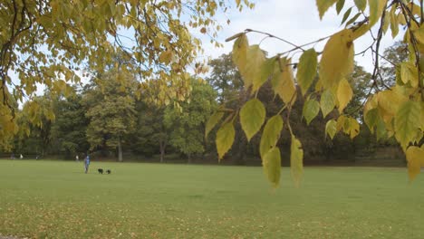 Vista-Otoñal-Del-Parque-Bute-En-Cardiff-Gales-Con-Persona-Ejercitando-Perros-1