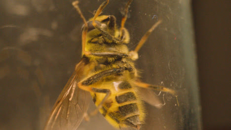 Makroaufnahme-Einer-Unter-Glas-Gefangenen-Biene