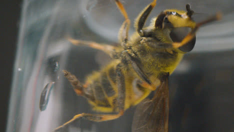 Macro-Shot-Of-Bee-Trapped-Under-Glass-5