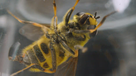 Macro-Shot-Of-Bee-Trapped-Under-Glass-7
