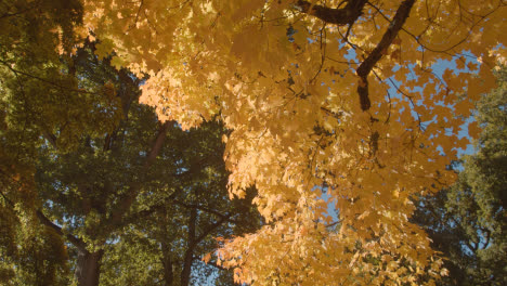 Nahaufnahme-Von-Bäumen-Mit-Bunten-Herbstblättern-Im-Arboretum