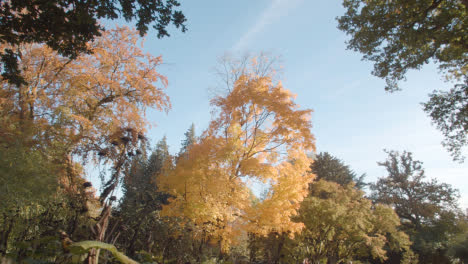 Bäume-Mit-Bunten-Herbstblättern-Im-Arboretum