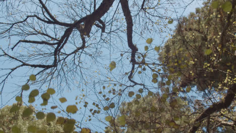 Close-Up-Looking-Up-To-Trees-With-Colourful-Autumn-Leaves-In-Arboretum-1