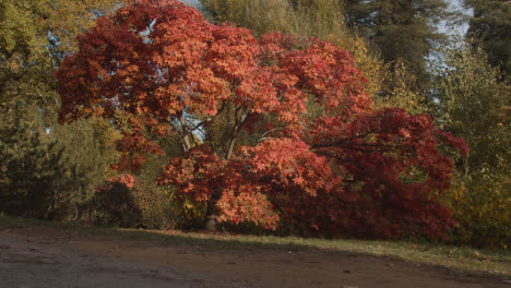 Gente-Sentada-En-Un-Banco-Mirando-árboles-Con-Coloridas-Hojas-De-Otoño-En-El-Arboreto