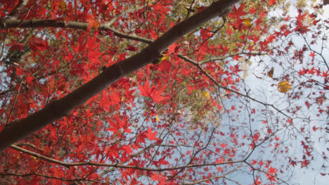 Close-Up-Of-Trees-With-Colourful-Autumn-Leaves-In-Arboretum-1