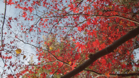 Close-Up-Of-Trees-With-Colourful-Autumn-Leaves-In-Arboretum-2