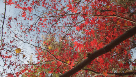 Cerca-De-árboles-Con-Coloridas-Hojas-De-Otoño-En-El-Arboreto-2