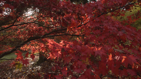 Close-Up-Of-Trees-With-Colourful-Autumn-Leaves-In-Arboretum-3