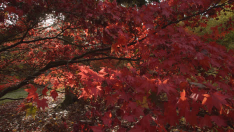 Nahaufnahme-Von-Bäumen-Mit-Bunten-Herbstblättern-Im-Arboretum-3