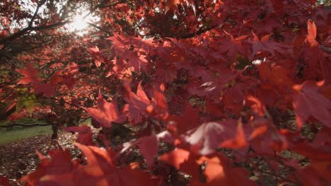 Close-Up-Of-Trees-With-Colourful-Autumn-Leaves-In-Arboretum-4