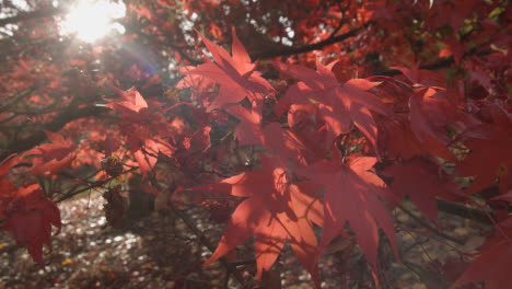 Close-Up-Of-Trees-With-Colourful-Autumn-Leaves-In-Arboretum-5