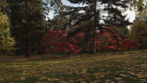 Bäume-Mit-Bunten-Herbstblättern-Im-Arboretum