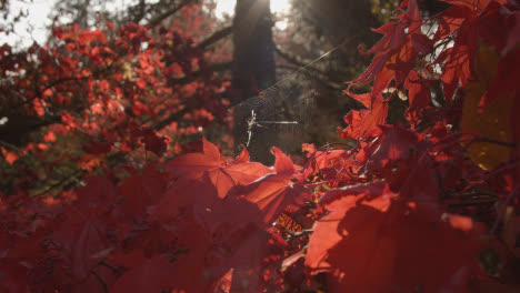 Close-Up-Of-Spiders-Web-On-Trees-With-Colourful-Autumn-Leaves-In-Arboretum