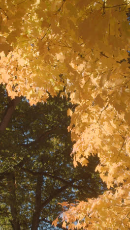 Video-Vertical-Cerca-De-árboles-Con-Coloridas-Hojas-De-Otoño-En-Arboretum