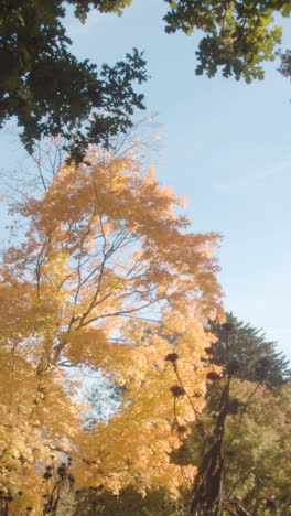 Video-Vertical-De-árboles-Con-Coloridas-Hojas-De-Otoño-En-Arboretum