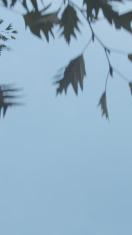 Vertikales-Video-Von-Bäumen-Mit-Buntem-Herbstlaub-Im-Arboretum-1