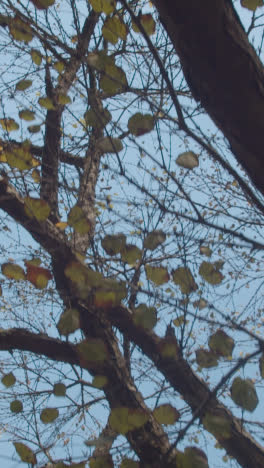 Vertikales-Video-Von-Bäumen-Mit-Bunten-Herbstblättern-Im-Arboretum-2