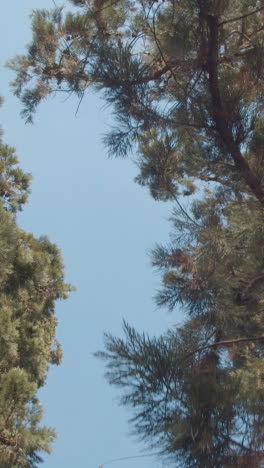 Vertikales-Video-Von-Bäumen-Mit-Bunten-Herbstblättern-Im-Arboretum-3