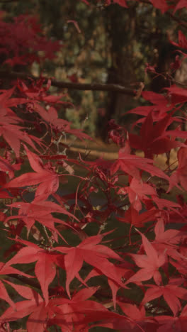 Vertikales-Video-Nahaufnahme-Von-Bäumen-Mit-Bunten-Herbstblättern-Im-Arboretum