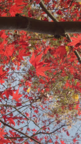 Vertical-Video-Close-Up-Of-Trees-With-Colourful-Autumn-Leaves-In-Arboretum-1