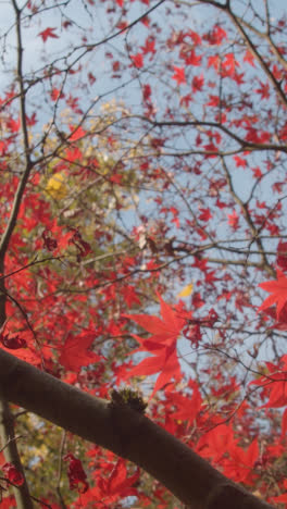 Vertical-Video-Close-Up-Of-Trees-With-Colourful-Autumn-Leaves-In-Arboretum-2