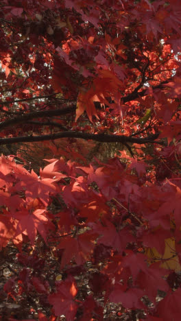 Vertikales-Video-Nahaufnahme-Von-Bäumen-Mit-Bunten-Herbstblättern-Im-Arboretum-3