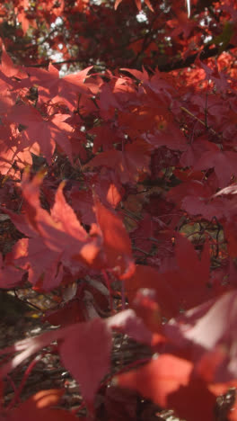 Vertical-Video-Close-Up-Of-Trees-With-Colourful-Autumn-Leaves-In-Arboretum-4