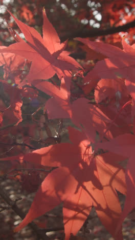 Vertikales-Video-Nahaufnahme-Von-Bäumen-Mit-Bunten-Herbstblättern-Im-Arboretum-5