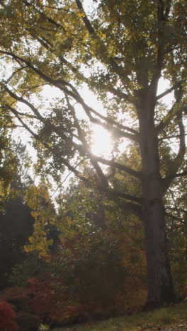 Vertikales-Video-Von-Bäumen-Mit-Bunten-Herbstblättern-Im-Arboretum