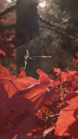 Video-Vertical-De-Cerca-De-La-Tela-De-Araña-En-Los-árboles-Con-Coloridas-Hojas-De-Otoño-En-El-Arboreto