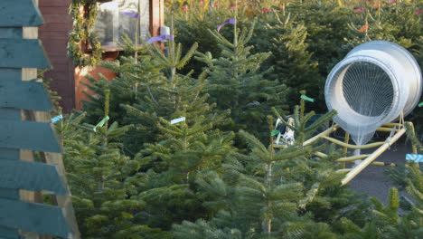 Machine-For-Netting-Christmas-Trees-Outdoors-At-Garden-Centre-1