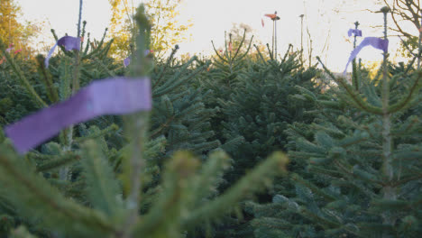 Close-Up-Of-Christmas-Trees-For-Sale-Outdoors-At-Garden-Centre