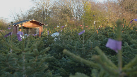 árboles-De-Navidad-A-La-Venta-Al-Aire-Libre-En-El-Centro-De-Jardinería-2