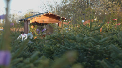 Weihnachtsbäume-Im-Freien-Im-Gartencenter-4-Zu-Verkaufen