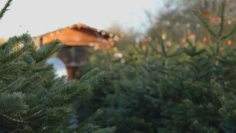 Nahaufnahme-Von-Weihnachtsbäumen-Zum-Verkauf-Im-Freien-Im-Gartencenter-1