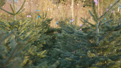 Nahaufnahme-Von-Weihnachtsbäumen-Zum-Verkauf-Im-Freien-Im-Gartencenter-2