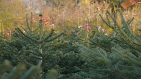 Close-Up-Of-Christmas-Trees-For-Sale-Outdoors-At-Garden-Centre-3