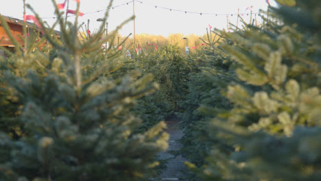 Weihnachtsbäume-Im-Freien-Im-Gartencenter-5-Zu-Verkaufen