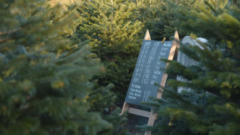 Preisliste-Für-Weihnachtsbäume-Zum-Verkauf-Im-Freien-Im-Gartencenter