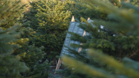 Price-List-For-Christmas-Trees-For-Sale-Outdoors-At-Garden-Centre