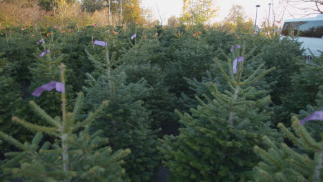 árboles-De-Navidad-A-La-Venta-Al-Aire-Libre-En-El-Centro-De-Jardinería-9