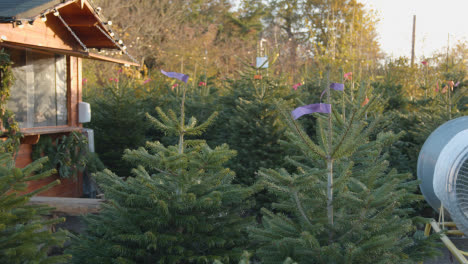Close-Up-Of-Christmas-Trees-For-Sale-Outdoors-At-Garden-Centre-5