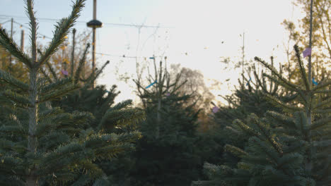 Cerca-De-árboles-De-Navidad-A-La-Venta-Al-Aire-Libre-En-El-Centro-De-Jardinería-6